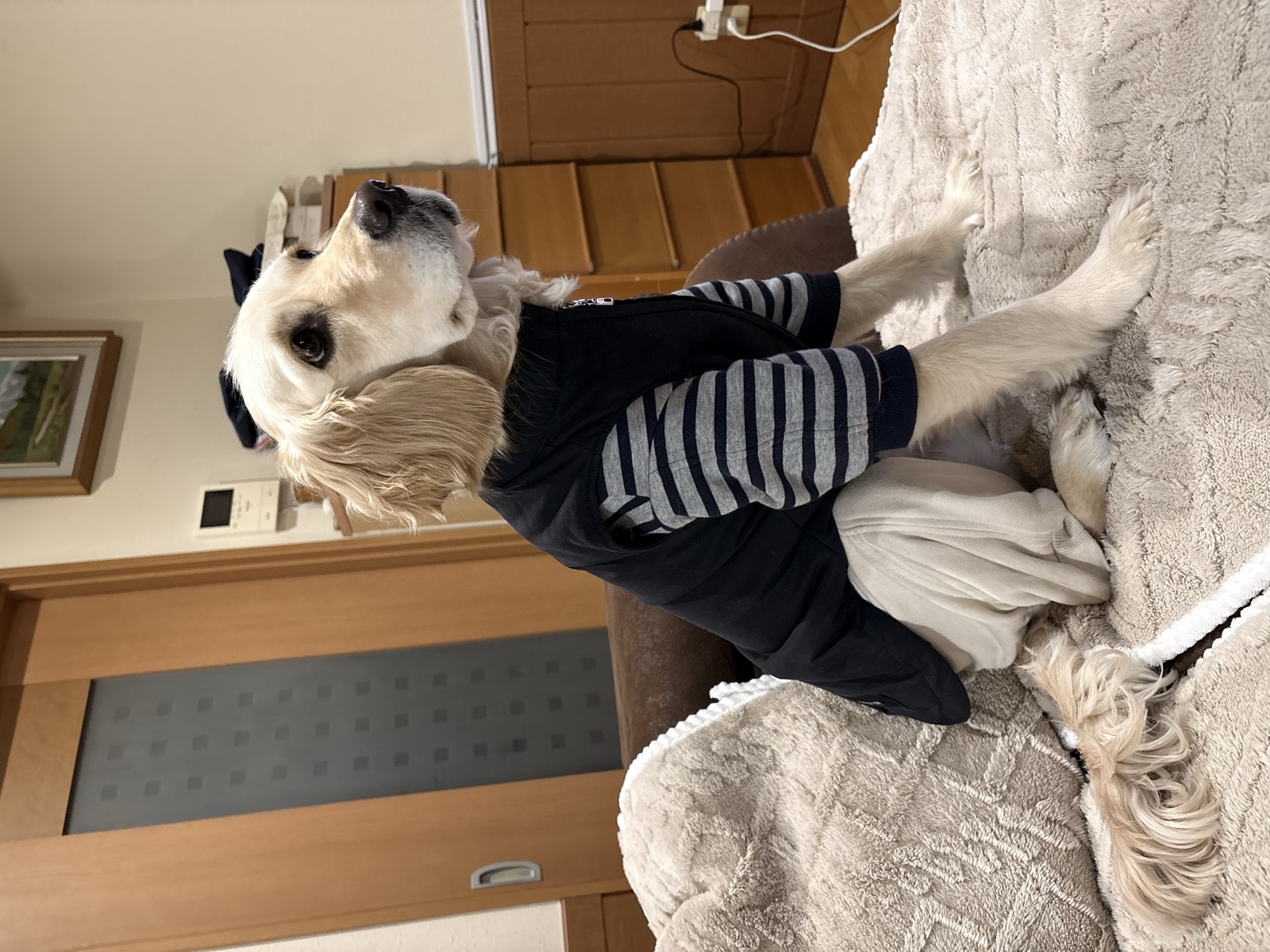 ボーダーニット リメイク 白い小型犬