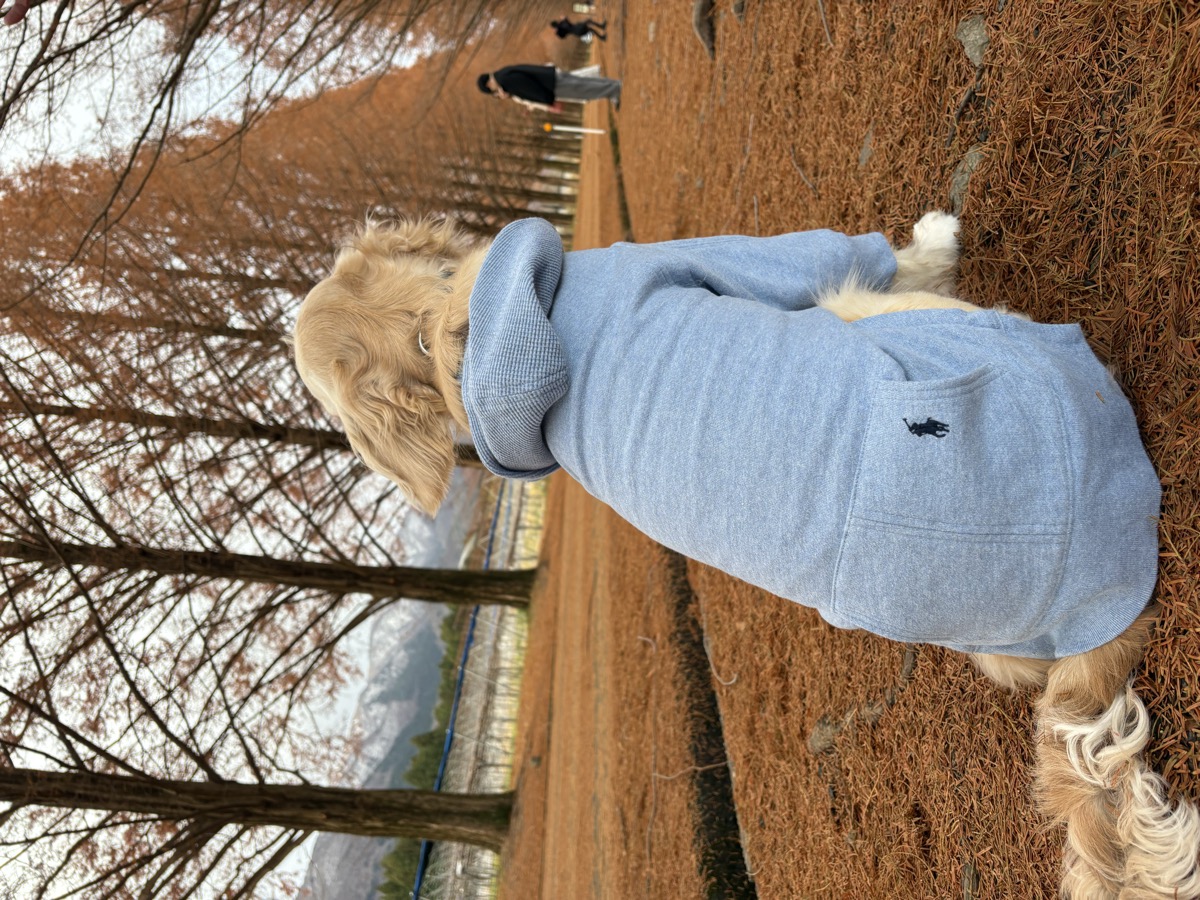 Polo Ralph Lauren パーカー 後ろ姿 メタセコイア並木
