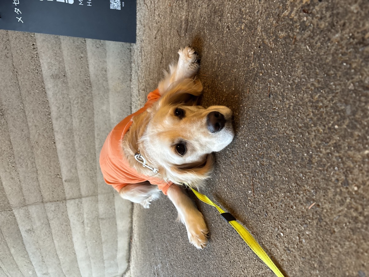 Polo Ralph Lauren ポロシャツ 小型犬 公園